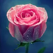 Диамантен гоблен „Свежа роза“