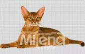 Абисинска котка Гоблен за шиене Милена Стил