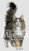 Норвежка горска котка Гоблен за шиене Милена Стил