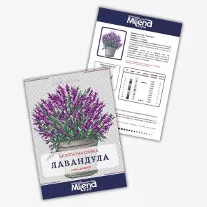 20160423-Лавандула